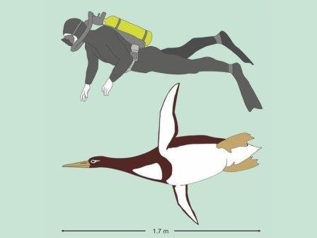 50 Миллионов лет назад в новой зеландии водились стокилограммовые пингвины
