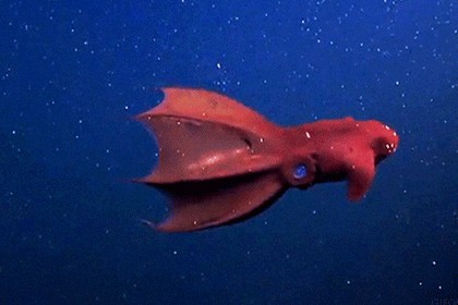 Адские вампиры оказались рекордсменами размножения среди моллюсков. видео