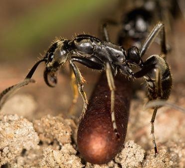Африканские муравьи лечат раненых товарищей