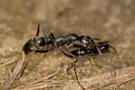 Африканские муравьи уносят раненых с поля боя