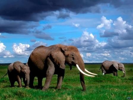 Африканские слоны слышат шум дождя за 100 километров