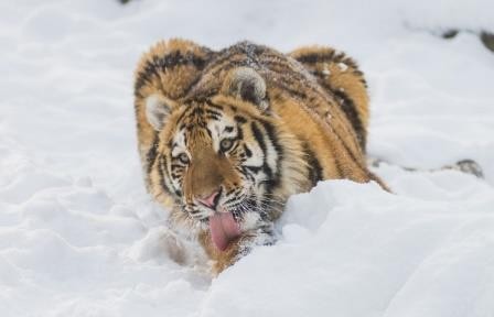 Амурские тигры мигрируют на север, доказали экологи