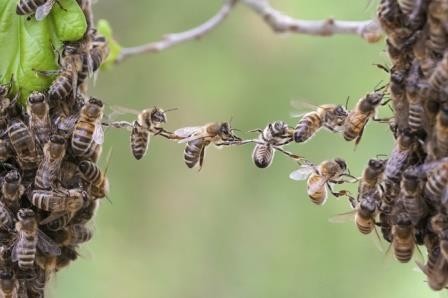 Антибиотики вредят пчелам так же, как и людям