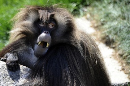 Аристократию бабуинов создают матери и сестры