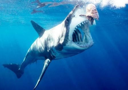 Австралийские океанологи нашли монстра, пожирающего больших белых акул