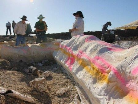 Австралийские палеонтологи исследуют содержимое желудка динозавра