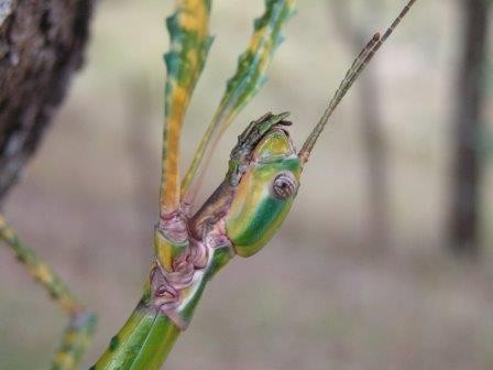 Австралийский палочник выдает свои яйца за семена растений