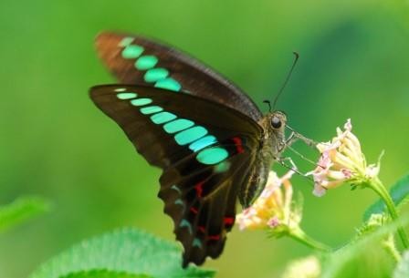 Бабочки оказались способны к восприятию непредставимого для нас количества цветов