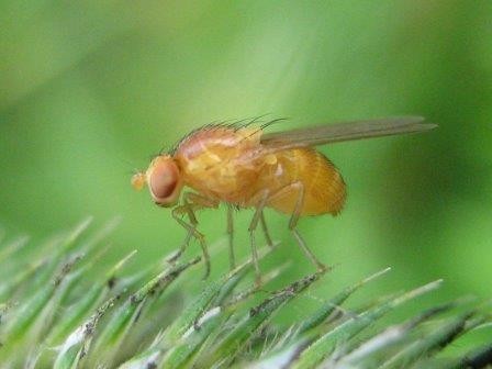 Бактерии диктуют мухам, что есть и как размножаться