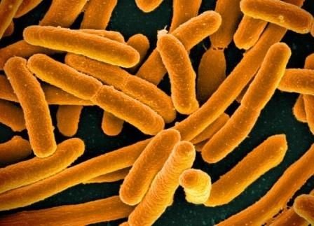 Бактерии щупают нас изнутри