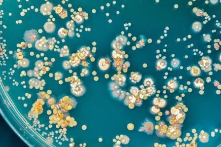 Бактерий научили собирать 3d-структуры из нанозолота