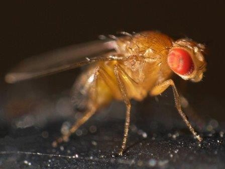 Бактерия заставляет умирающих мух увеличить выработку феромонов в 30 раз