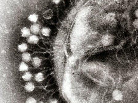 Бактериофаги обмениваются сообщениями