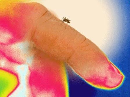 Белок помогает комарам выбирать жертву оптимальной температуры