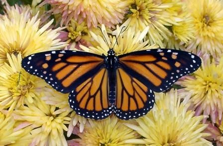 Биологи нашли магнитный компас в усиках перелетных бабочек-монархов