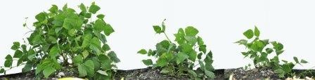 Биологи научат растения «призывать» хищников на защиту от вредителей