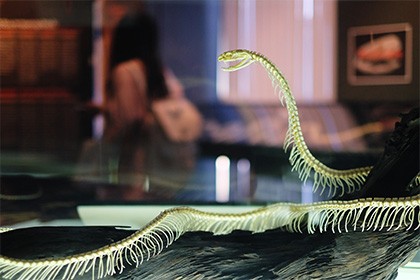 Биологи объяснили различную длину змей