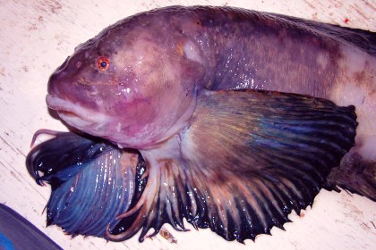 Биологи обнаружили рыбу на рекордной глубине. видео