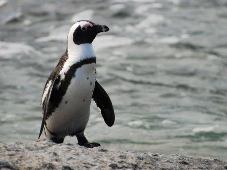 Биологи описали язык пингвинов