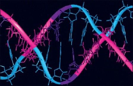 Биологи открыли ген, «дирижирующий» ростом органов