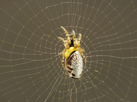 Биологи открыли вид ос, превращающих пауков в послушных «зомби»