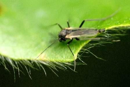 Биологи раскрыли секреты самых живучих комаров на земле