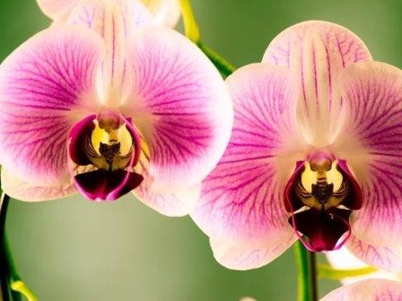 Биологи составили новое родословное древо орхидей