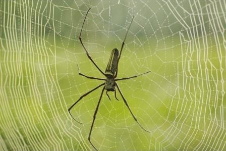 Биологи сравнили пауков с музыкантами