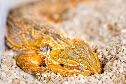 Биологи узнали о снах рептилий