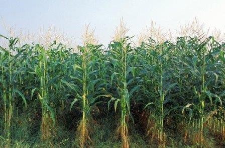 Биотопливо из кукурузы выбрасывает больше парниковых газов, чем бензин