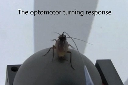 C помощью виртуальной реальности обнаружили сверхострое зрение тараканов. видео
