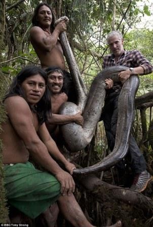 Cамую длинную змею в мире нашли в джунглях амазонки
