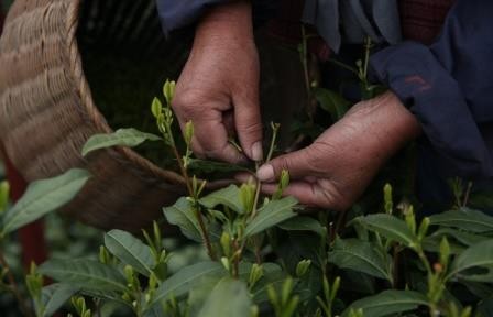 Чай на территории китая начали выращивать 6 тыс. лет назад