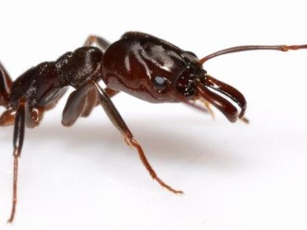 Челюсти позволяют муравью сделать спасительный прыжок