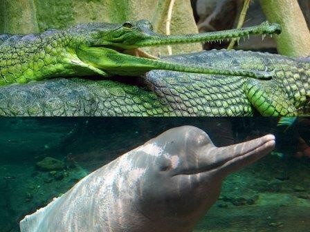 Черепа крокодилов и китов эволюционировали сходным образом