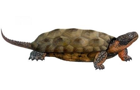 Черепахе ивана ефремова подыскали зубастого предка