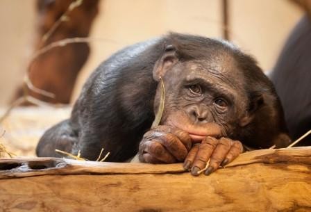 Cклонность к общению может нанести серьезный вред здоровью приматов