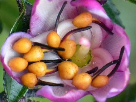 Цветок из эквадора выстреливает пыльцу навстречу птицам. видео