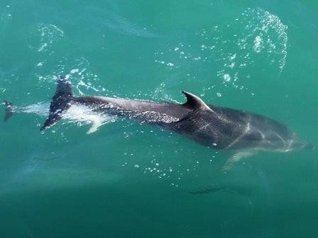 Дельфиненок был усыновлен представителем другого вида