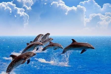 Дельфины и киты обязаны мозгом социальной среде