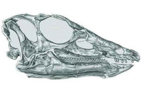 Динозавру через 100 лет подобрали череп