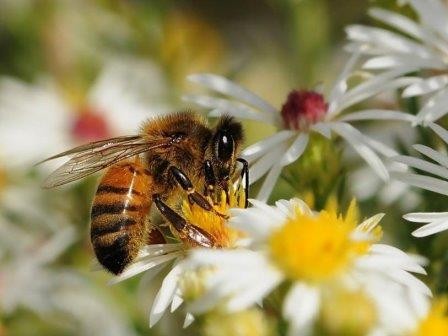 Для появления трутней необходимо более 4000 пчел