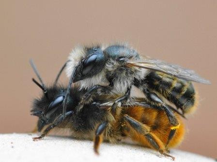 Для успеха в любви самцы немецких пчел должны трясти брюшком «по-английски». видео