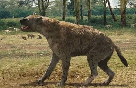 Древнего африканца сожрали пещерные гиены
