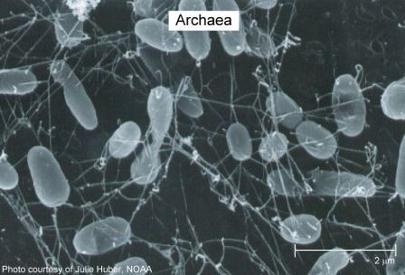 Древнейшая форма жизни на земле поможет нам в борьбе с инфекционными бактериями