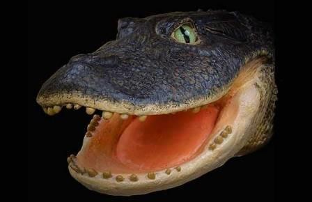Древние амазонские крокодилы питались ракушками