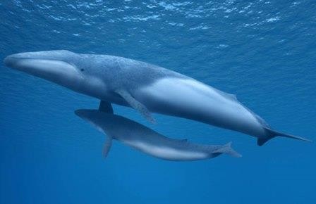 Древние киты приплывали рожать в хиросиму