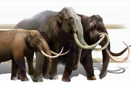 Древние слоны не были кочевниками