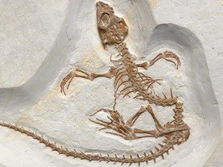 Древняя рептилия показала путь плеврозавров в воду