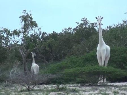 Два редких белых жирафа были замечены в кении